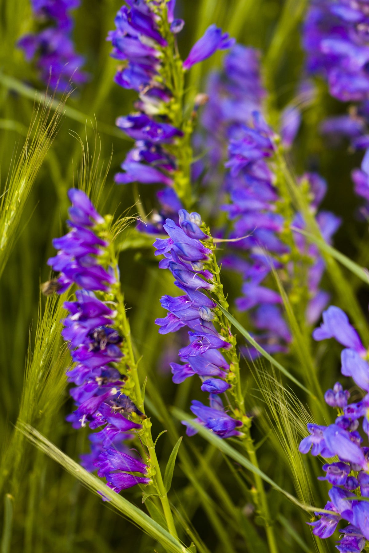 300 Blue ROCKY MOUNTAIN BEARDTONGUE Penstemon Strictus Flower Seeds