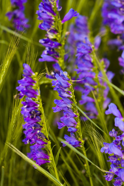 300 Blue ROCKY MOUNTAIN BEARDTONGUE Penstemon Strictus Flower Seeds