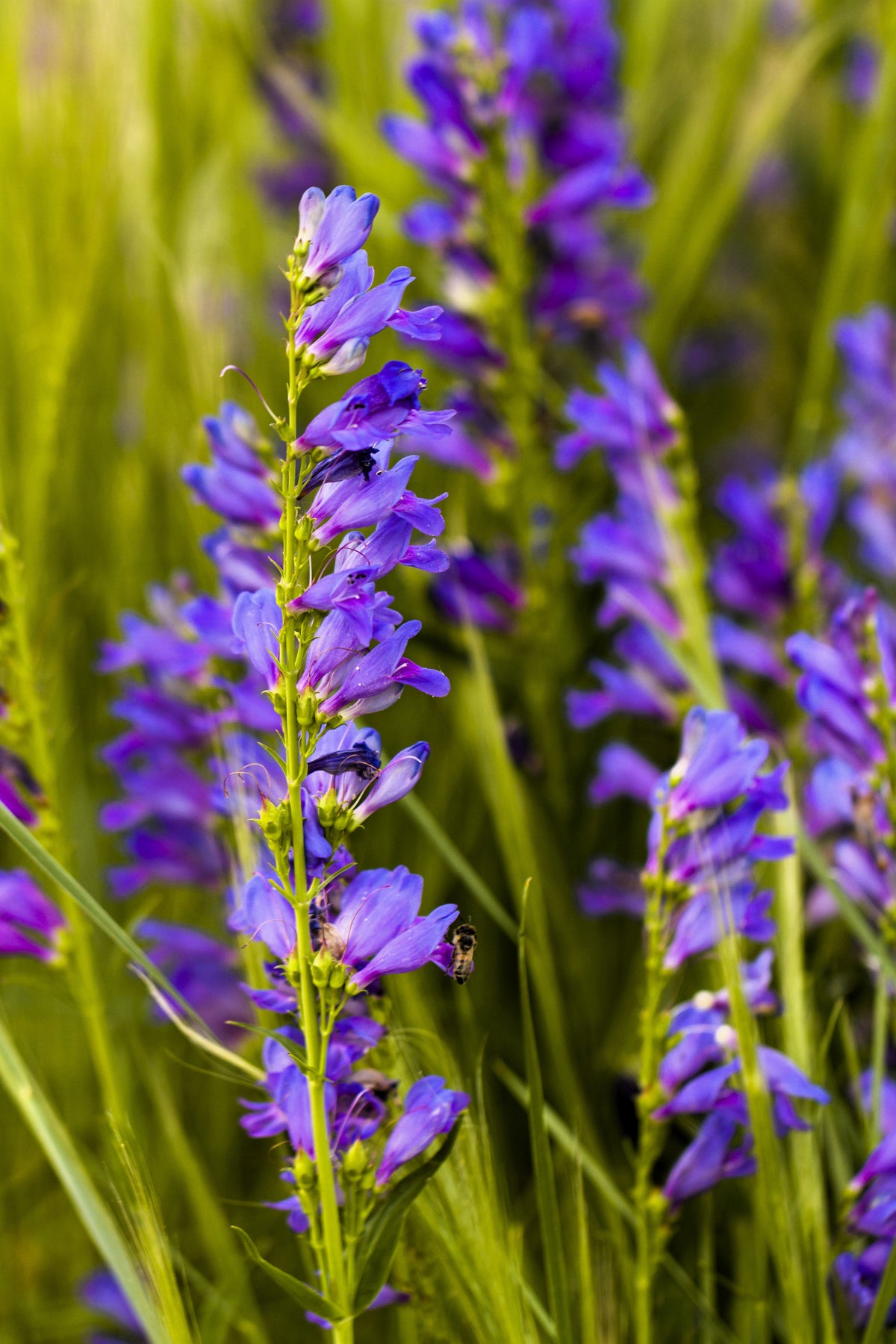300 Blue ROCKY MOUNTAIN BEARDTONGUE Penstemon Strictus Flower Seeds