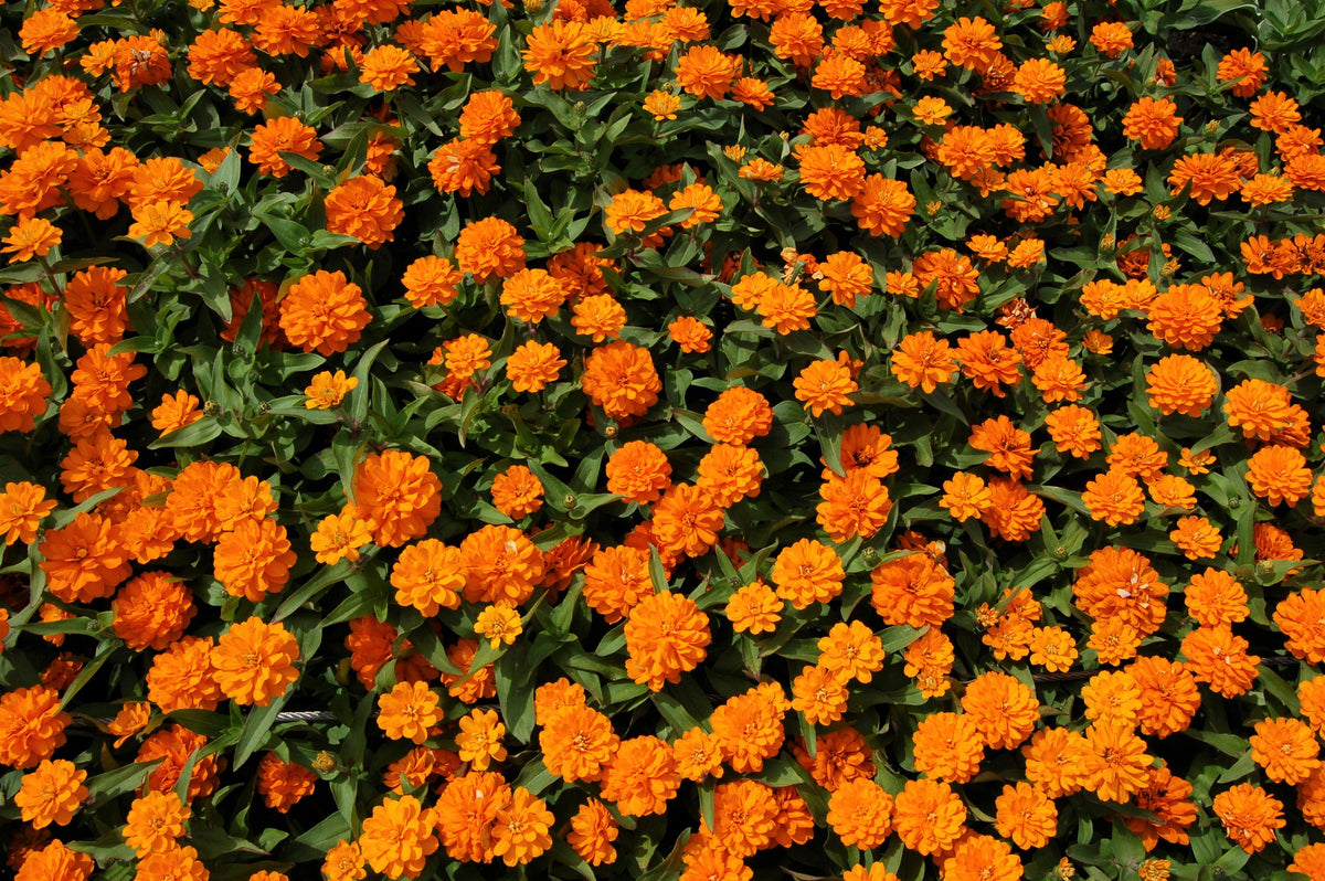 250 ORANGE KING ZINNIA Elegans Flower Seeds