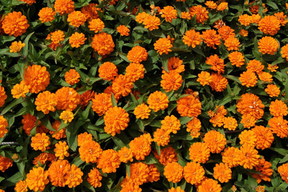 250 ORANGE KING ZINNIA Elegans Flower Seeds