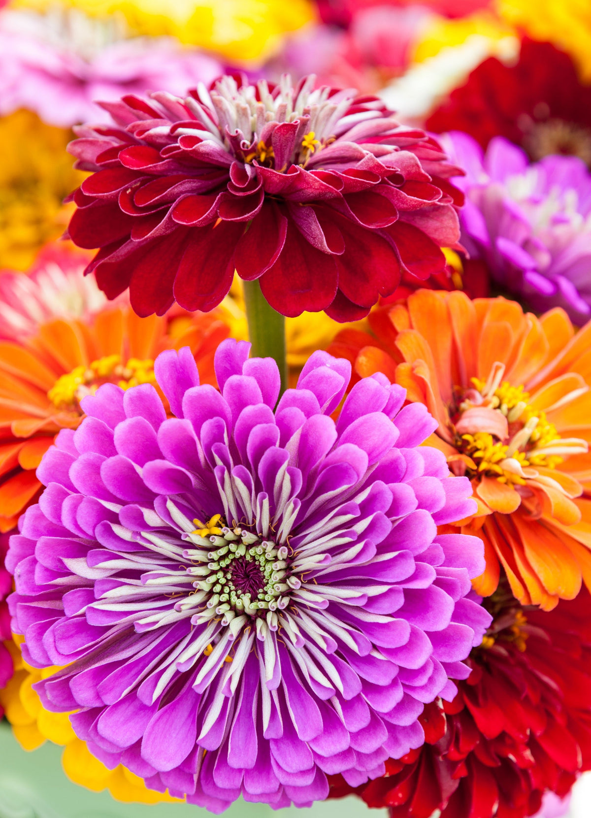 500 Mixed Colors CALIFORNIA GIANT ZINNIA Elegans Flower Seeds