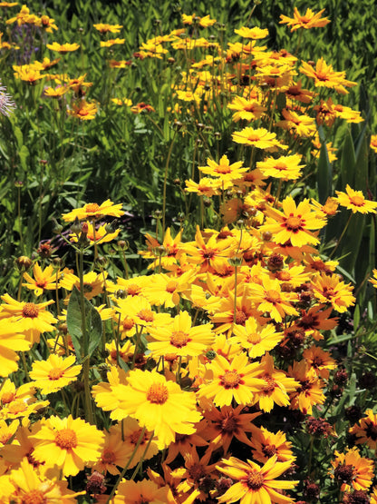 1000 YELLOW SAND COREOPSIS Lanceolata Lanceleaf Tickseed Flower Seeds