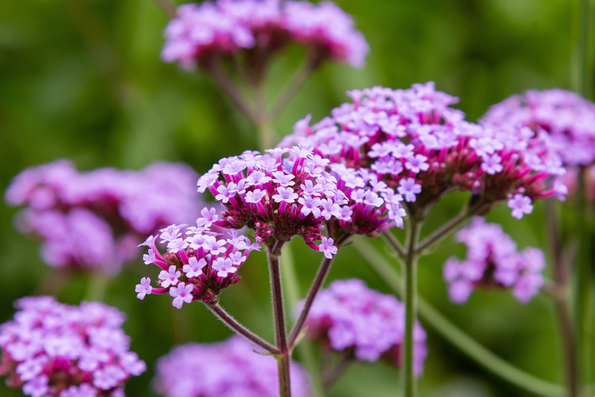 150 BUENOS AIRES VERBENA Brazilian Purple Bonariensis Patagonica Flower Seeds