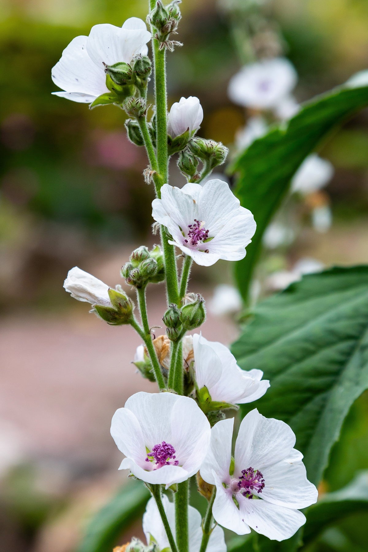 50 WHITE MARSH MALLOW Althaea Officinalis Flower Seeds