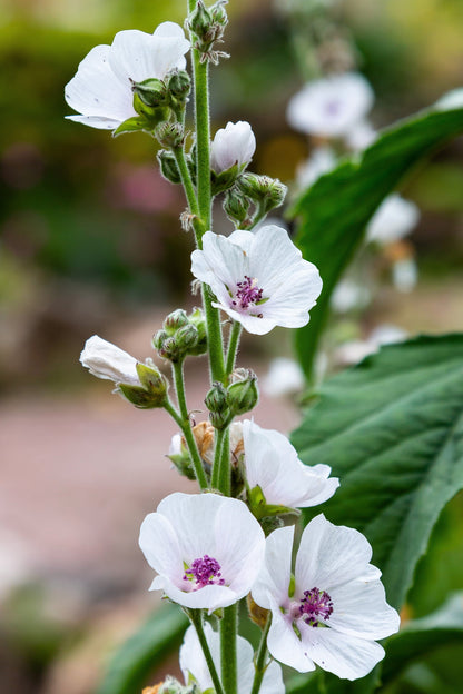 50 WHITE MARSH MALLOW Althaea Officinalis Flower Seeds