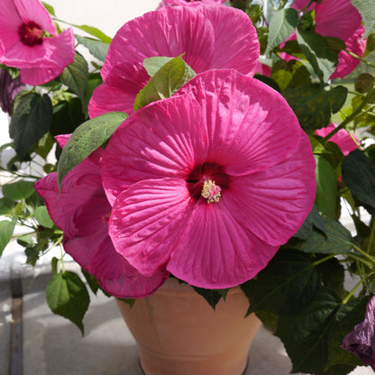 25 MIXED LUNA HIBISCUS Moscheutos Hardy Mixed Colors - Red, Hot Pink, Pink & White Swirl, and White Flower Seeds