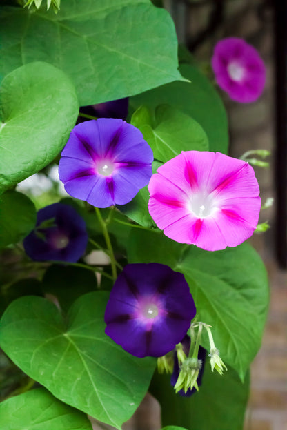 50 Mixed Colors MORNING GLORY Ipomoea Purpurea Vine Flower Seeds