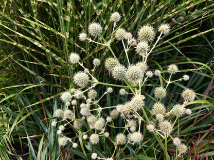 200 RATTLESNAKE MASTER / Button Snakeroot  Eryngium Yuccifolium Flower Seeds