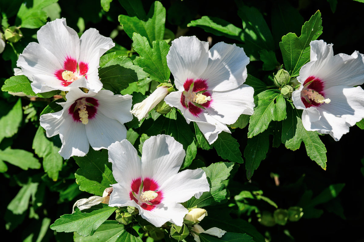 50 Mixed Colors ROSE Of SHARON HIBISCUS Syriacus Flower Tree Bush Seeds Mix