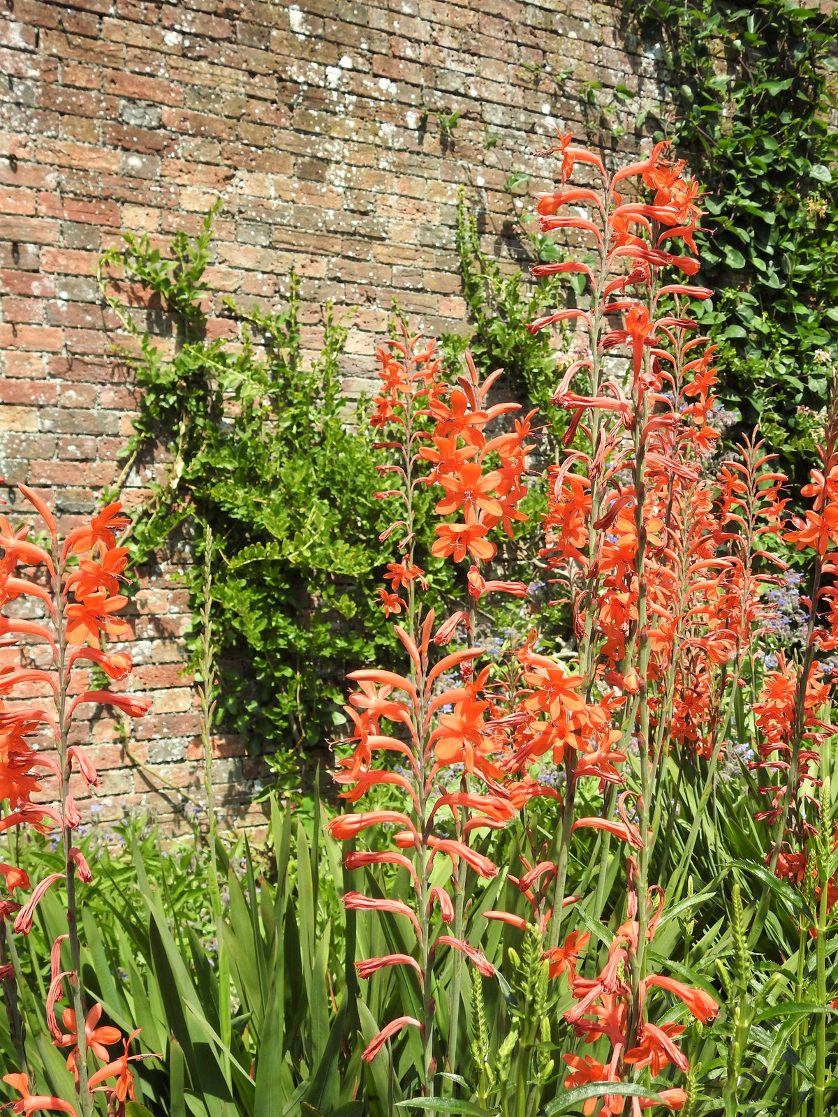 5 AFRICAN FLAG Chasmanthe Floribunda Cornflag Red Orange Hummingbird Flower Seeds
