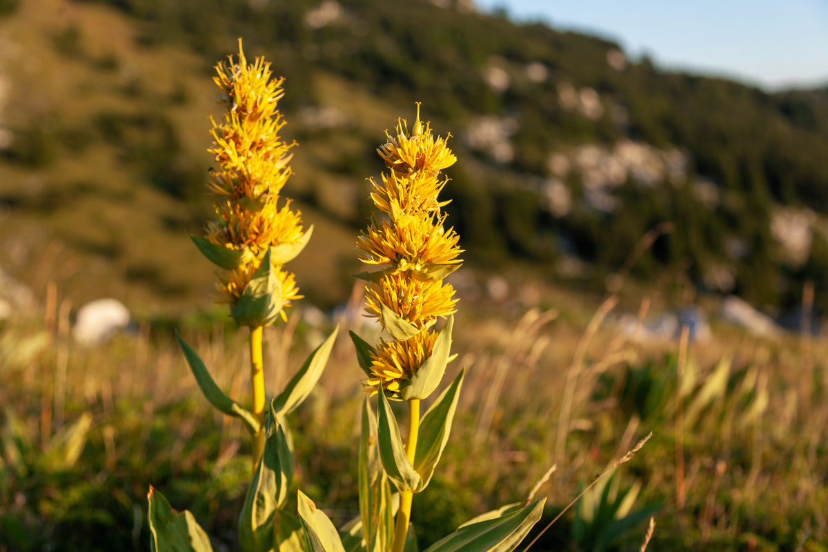 30 GREAT YELLOW GENTIAN Gentiana Lutea Herb Flower Seeds
