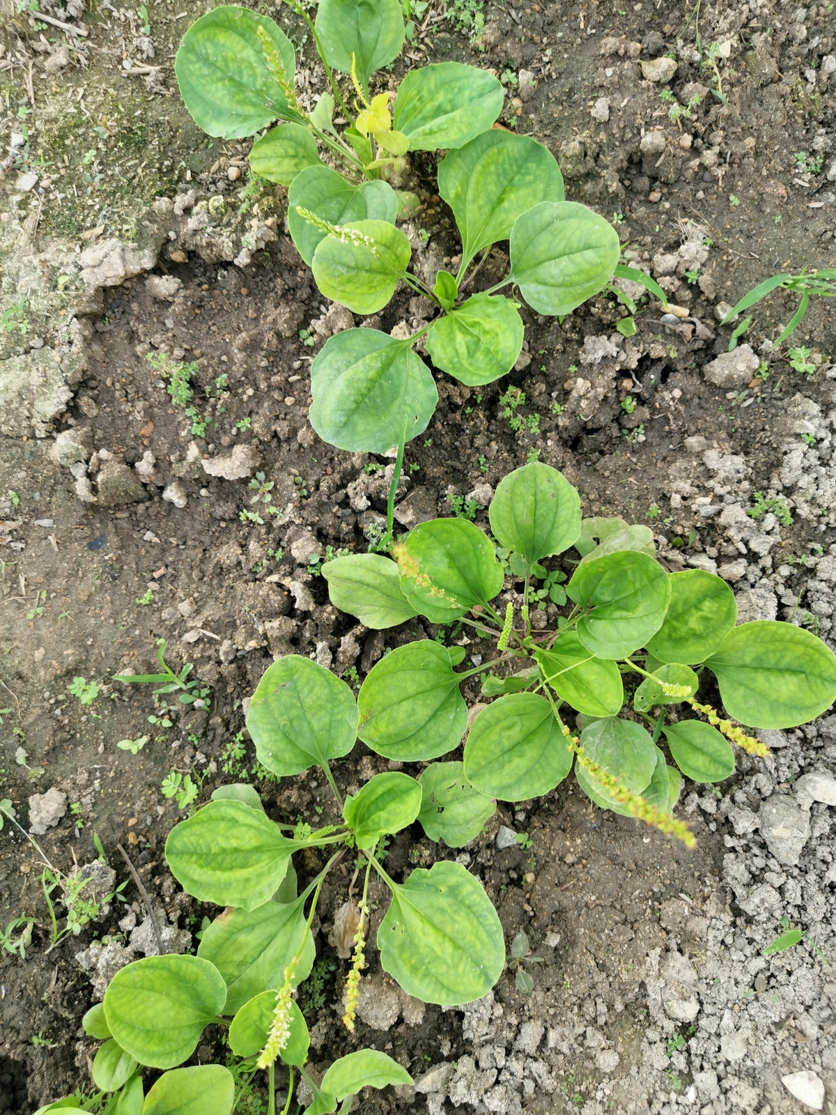1000 CHINESE PLANTAIN Plantago Asiatica Herb Flower Seeds