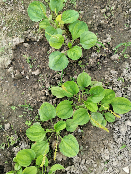 1000 CHINESE PLANTAIN Plantago Asiatica Herb Flower Seeds