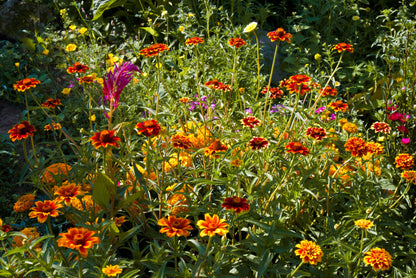 75 Mixed Colors PERSIAN CARPET ZINNIA Zinnia Haageana Flower Seeds