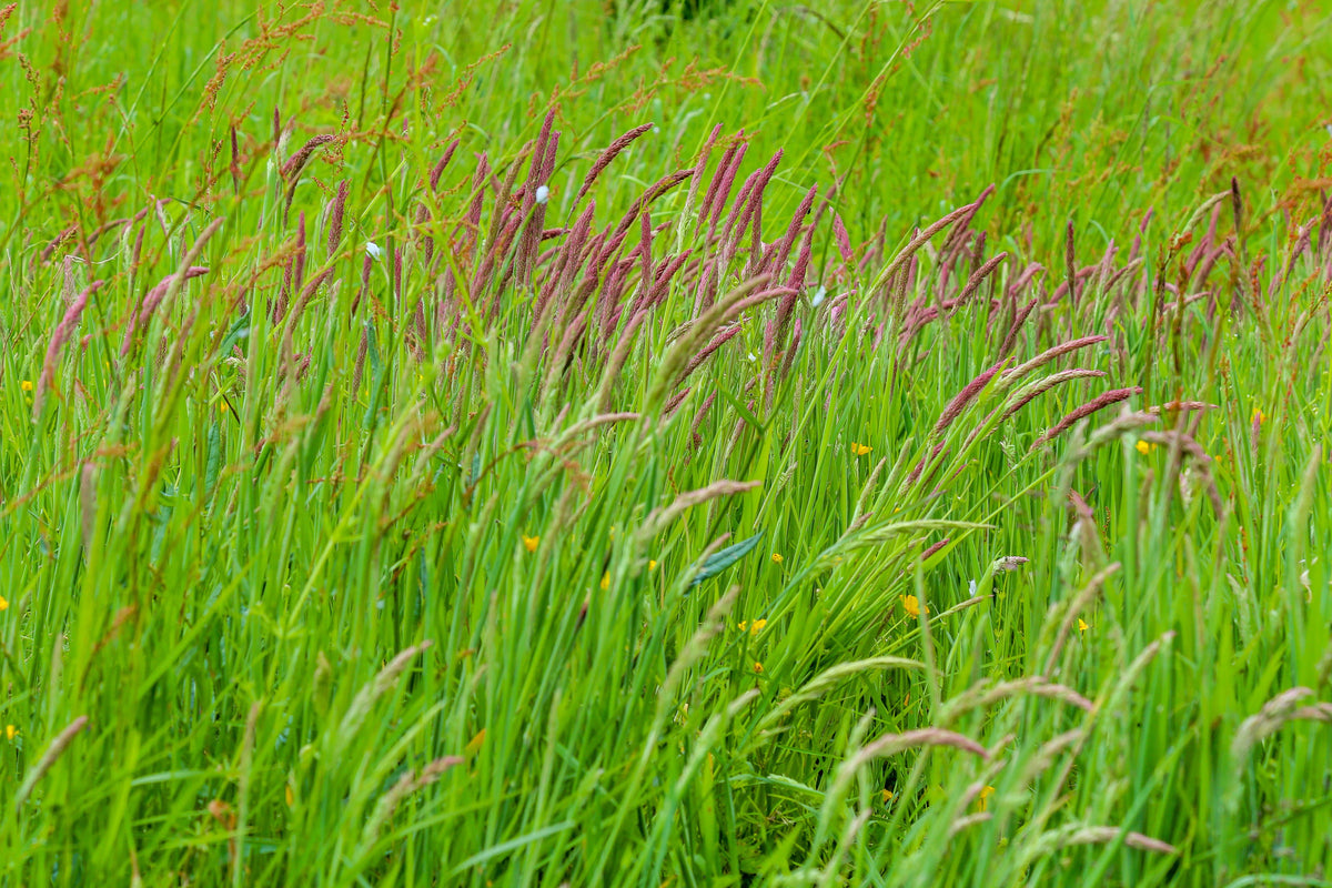 150 SWEET VERNAL GRASS Sweet Grass Vanilla Grass Anthoxanthum Odoratum Fragrant Vernalgrass Ornamental Craft Seeds