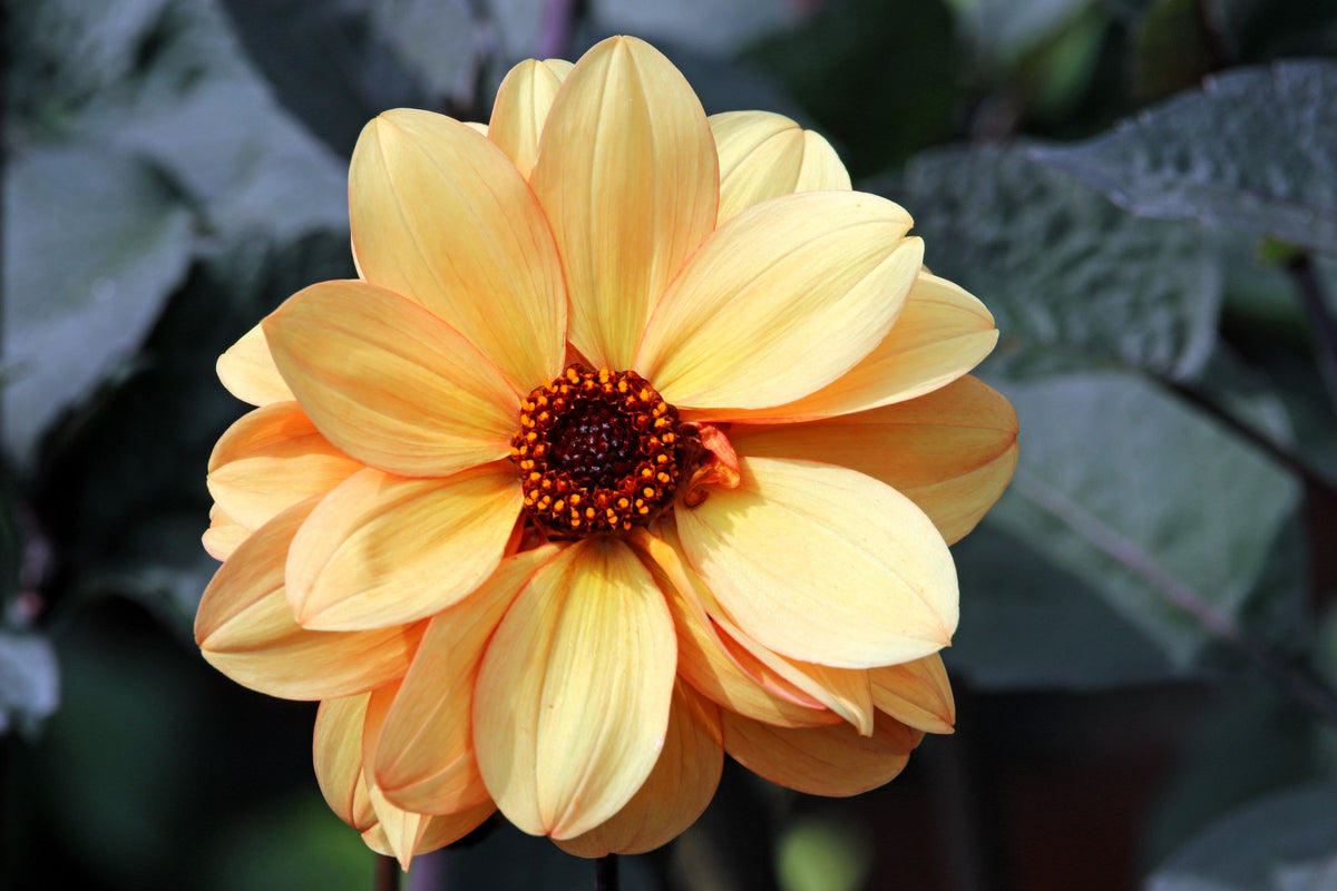 20 Dwarf Mixed Colors REDSKIN DAHLIA Variabilis Red Skin Mix Bicolor Flower Seeds
