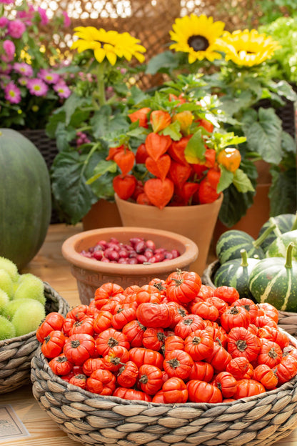 25 TURKISH ORANGE EGGPLANT Scarlet Solanum Aethiopicum Fruit Vegetable Seeds