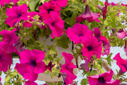1000 SHANIN PETUNIA Integrifolia Violacea Pink Purple Wild Flower Seeds