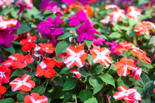 10 DWARF RED STAR IMPATIENS Walleriana Red & White Shade Flower Seeds