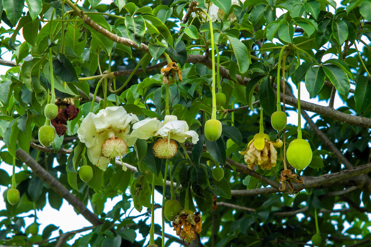5 African BAOBAB TREE Adansonia Digitata Monkey Bread Judas Fruit Seeds