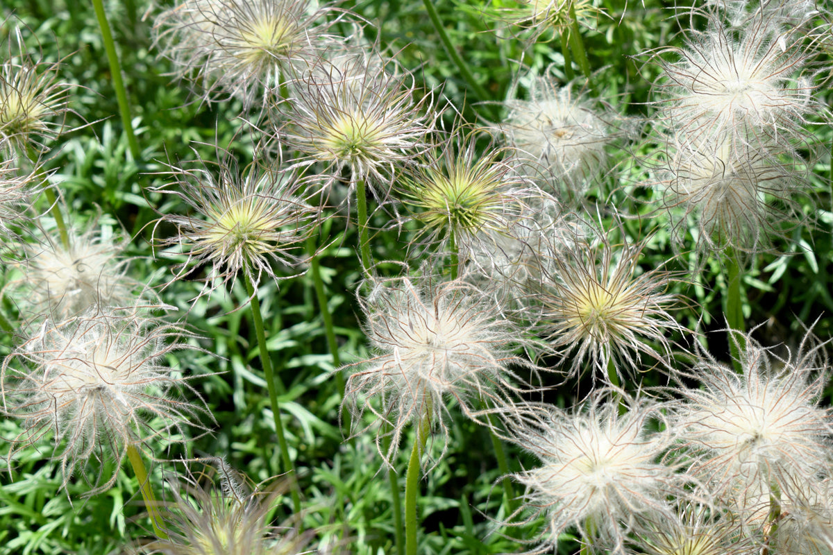 25 WHITE ANEMONE Pulsatilla Vulgaris PASQUE flower Seeds