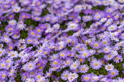 100 Purple NEW ENGLAND ASTER (Michaelmas Daisy) Aster Novae var Angliae Flower Seeds