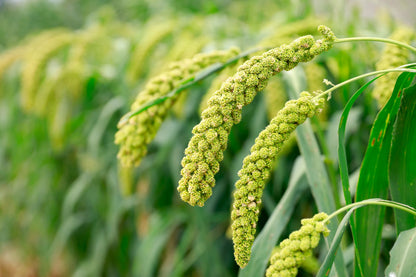 50 LIMELIGHT SPRAY MILLET Light Lime Green Flower Setaria Italica Grass Seeds