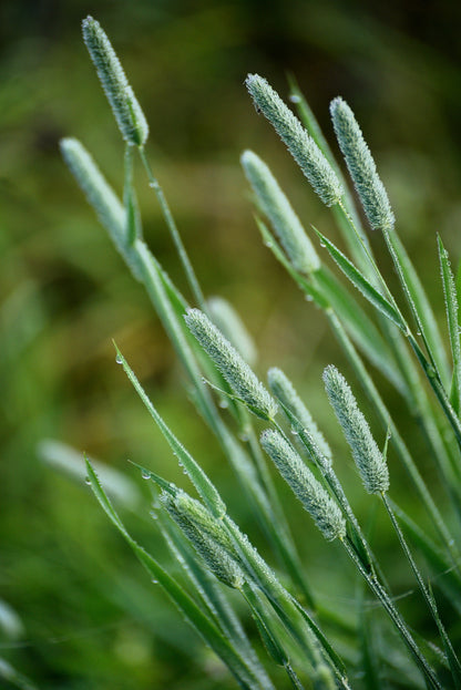 500 DERBY TIMOTHY GRASS Ornamental Phleum Pratense Seeds