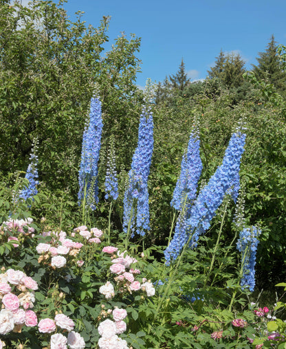 350 Blue with Pink ROCKET LARKSPUR DELPHINIUM Consolida Ajacis Seeds