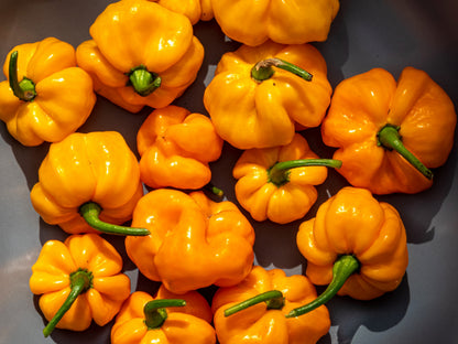40 Yellow JAMAICAN HOT PEPPER Capsicum Chinense Scotch Bonnet Vegetable Seeds
