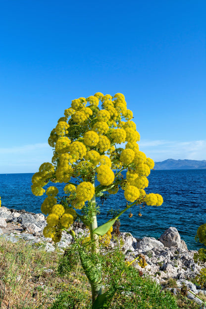 15 GIANT FENNEL Ferula Communis Gigantea Yellow Flower Herb Seeds