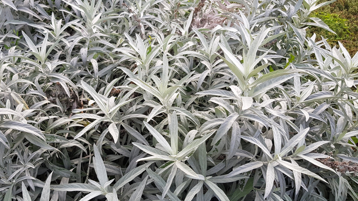 200 PRAIRIE SAGE (Wormwood / Fringed Sagebrush / Sagewort) Artemisia Ludoviciana Flower Seeds
