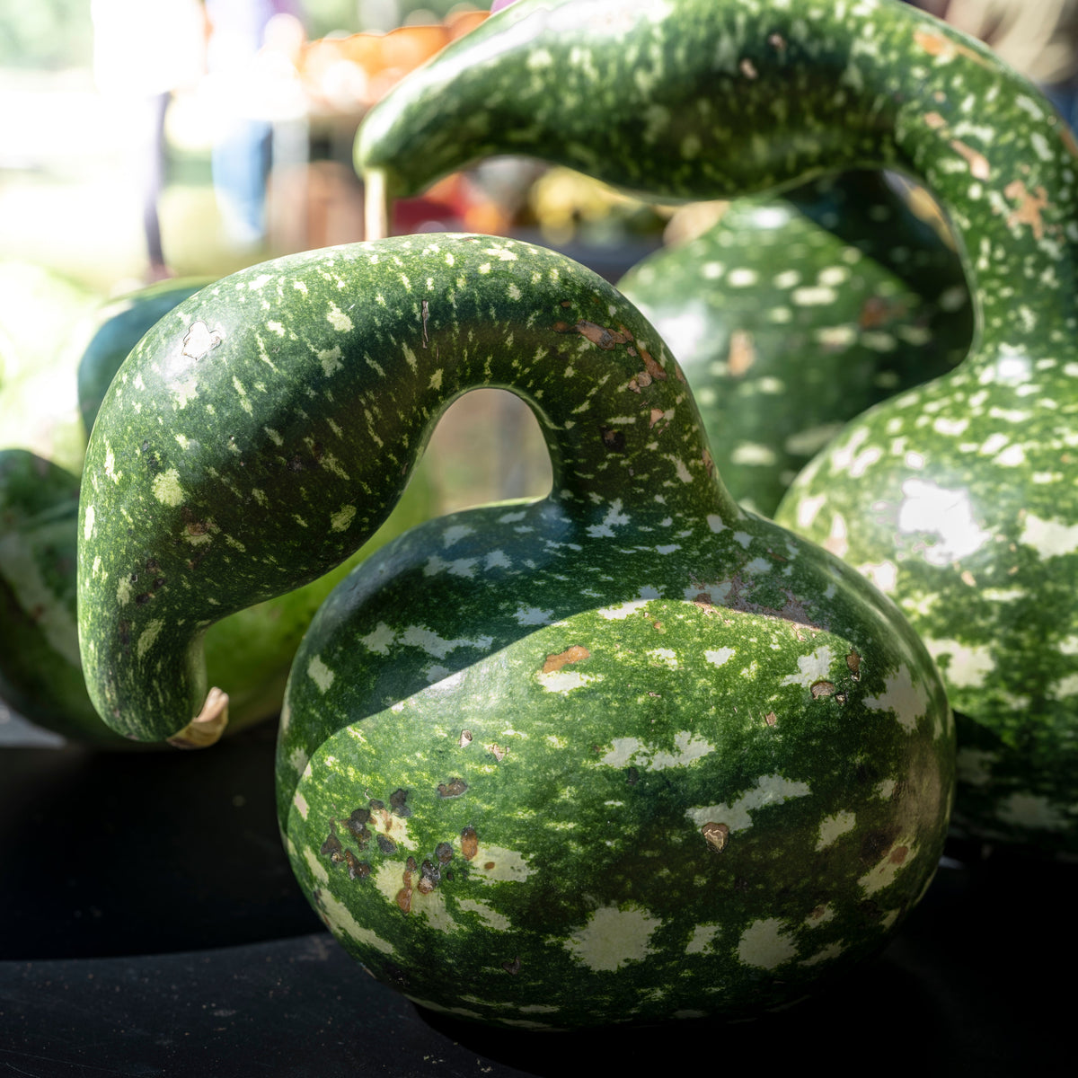 15 GOOSENECK / Bottle / SWAN GOURD Lagenaria Siceraria Vine Seeds