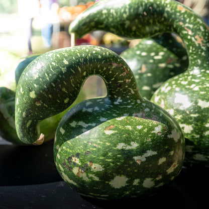 15 GOOSENECK / Bottle / SWAN GOURD Lagenaria Siceraria Vine Seeds