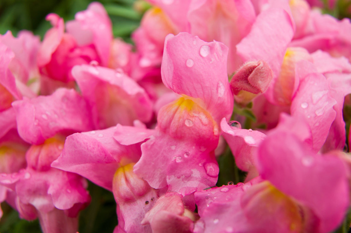 2000 PINK SNAPDRAGON Antirrhinum Majus Flower Seeds