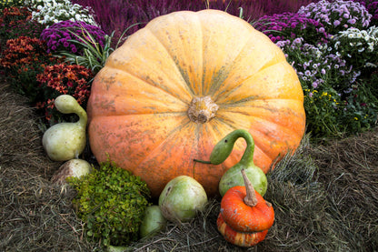 10 Dill's ATLANTIC GIANT PUMPKIN Up to 2000 lb Cucurbita Vegetable Seeds