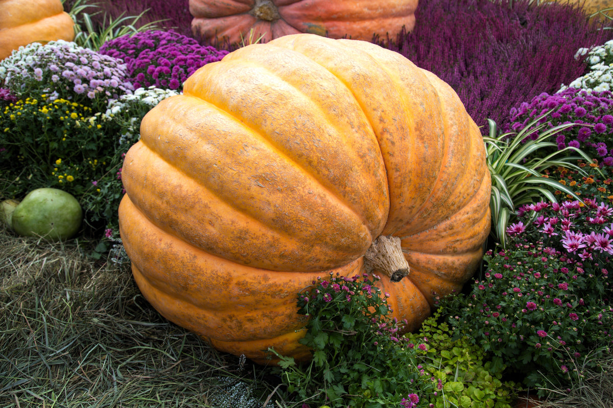 10 Dill's ATLANTIC GIANT PUMPKIN Up to 2000 lb Cucurbita Vegetable Seeds