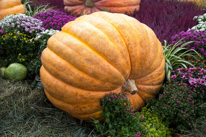10 Dill's ATLANTIC GIANT PUMPKIN Up to 2000 lb Cucurbita Vegetable Seeds