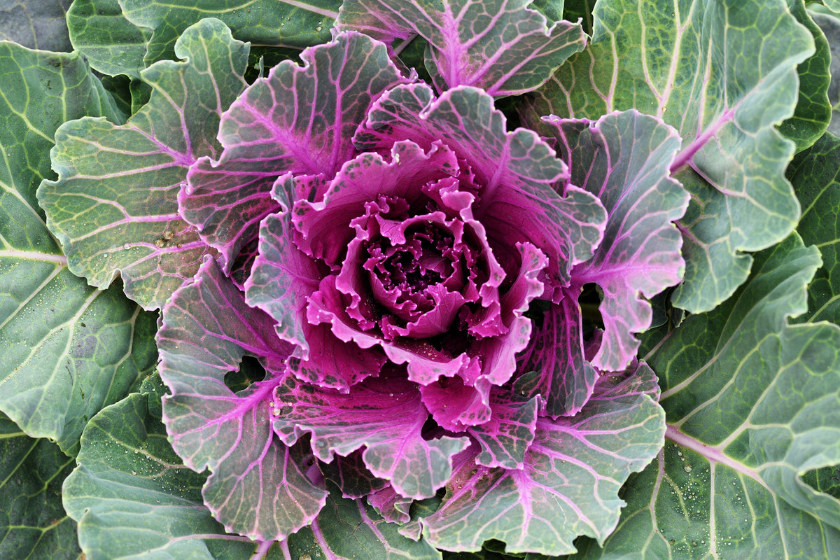 60 ORNAMENTAL KALE MIXED Colors Brassica Oleracea Flower Seeds