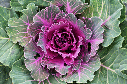 60 ORNAMENTAL KALE MIXED Colors Brassica Oleracea Flower Seeds