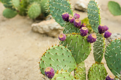 10 Yellow PRICKLY PEAR CACTUS Nopal Opuntia Ficus-Indica Flower Purple Fruit Seeds