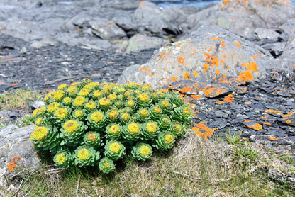 25 ROSEROOT STONECROP Golden Rose Root Sedum Rhodiola Rosea Yellow Succulent Flower Seeds