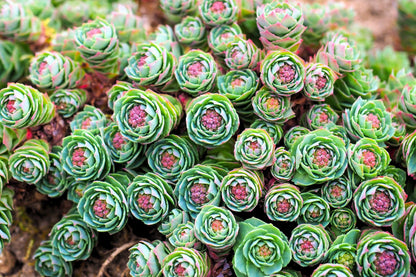 25 ROSEROOT STONECROP Golden Rose Root Sedum Rhodiola Rosea Yellow Succulent Flower Seeds