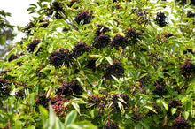 500 BULK American ELDERBERRY Fruit Bush Shrub Tree Sambucus Nigra Canadensis Seeds