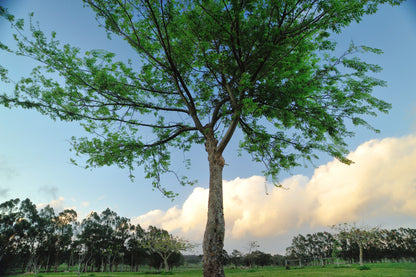 50 CHINESE ELM TREE (Lacebark) Ulmus Parvifolia Seeds