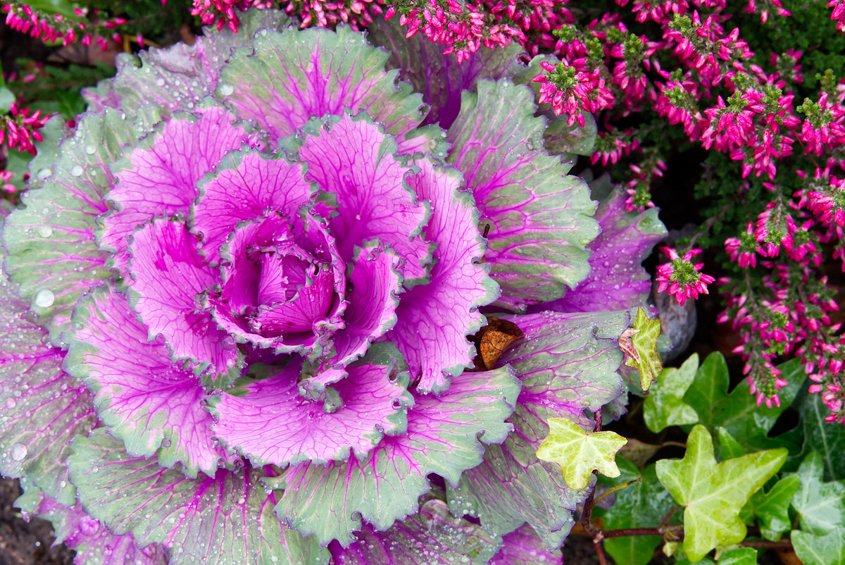 50 MIXED ORNAMENTAL CABBAGE Flowering Cabbage Brassica Oleracea Seeds