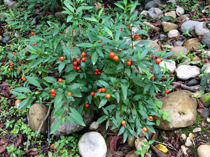 25 JERUSALEM CHERRY Madeira Winter Solanum Pseudocapsicum Flower Seeds