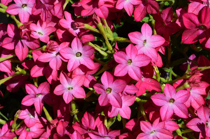 100 Heirloom MIXED COLORS NICOTIANA (Ornamental Flowering Tobacco) Nicotiana Alata Flower Seeds