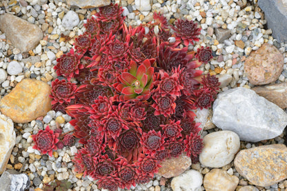 25 MIXED HENS & CHICKS Chickens Succulent (Live Forever) Sempervivum Flower Seeds